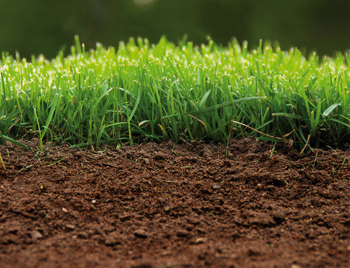 Jak się zakłada trawnik w środku lata?